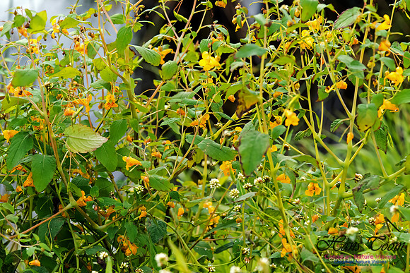 Jewelweed