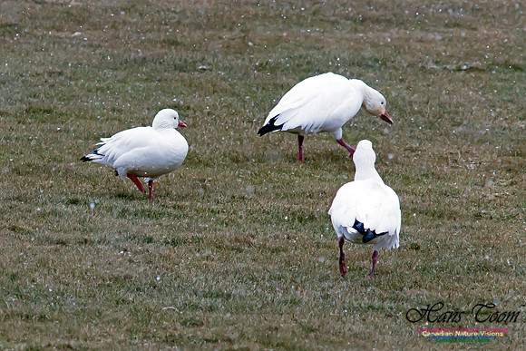 Ross's Goose