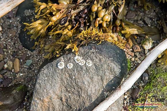Acorn Barnacle