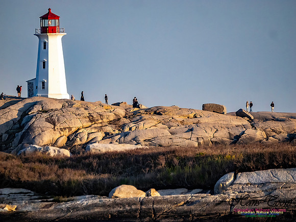 Late Day at Peggy's Cove 134