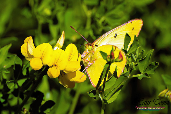 Pink-edged Sulphur