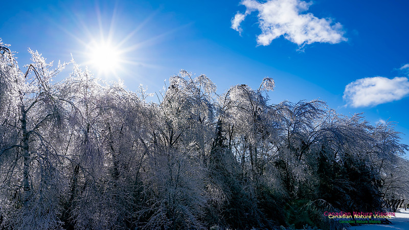 Ice Storm 2022 126