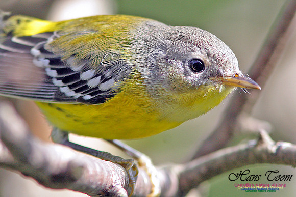 Magnolia Warbler