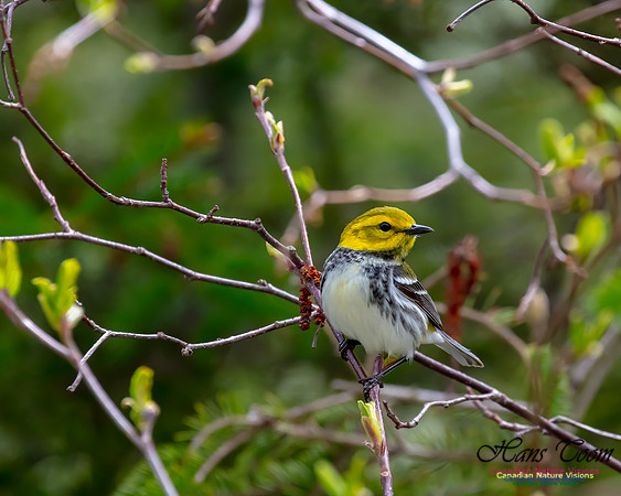 Black-throated Green Warbler 5
