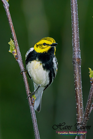 Black-throated Green Warbler