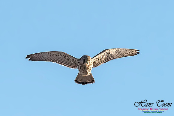 Eurasian Kestrel