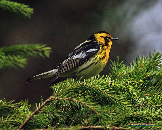 Blackburnian Warbler 350