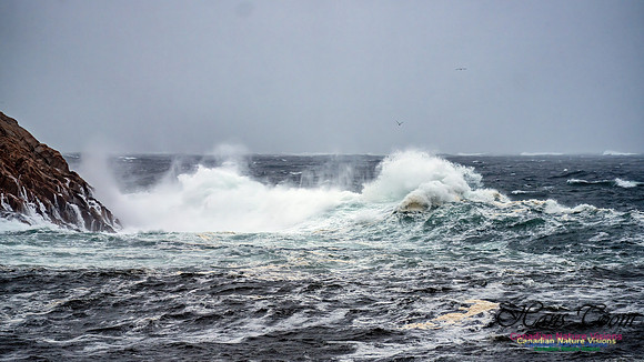 Nova Scotia Gale 2024-09-07 109