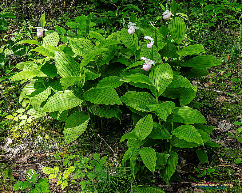Showy Lady's Slipper Orchid 165