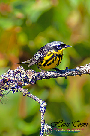 Magnolia Warbler