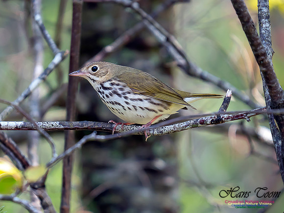 Ovenbird 6