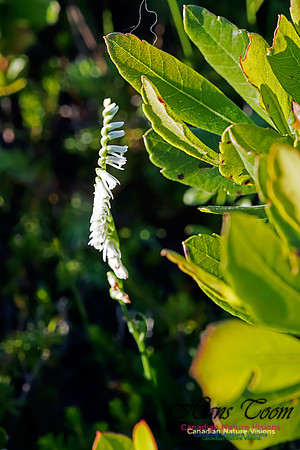Slender Lady's Tresses Orchid