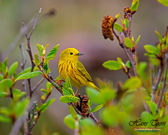 Yellow Warbler 50
