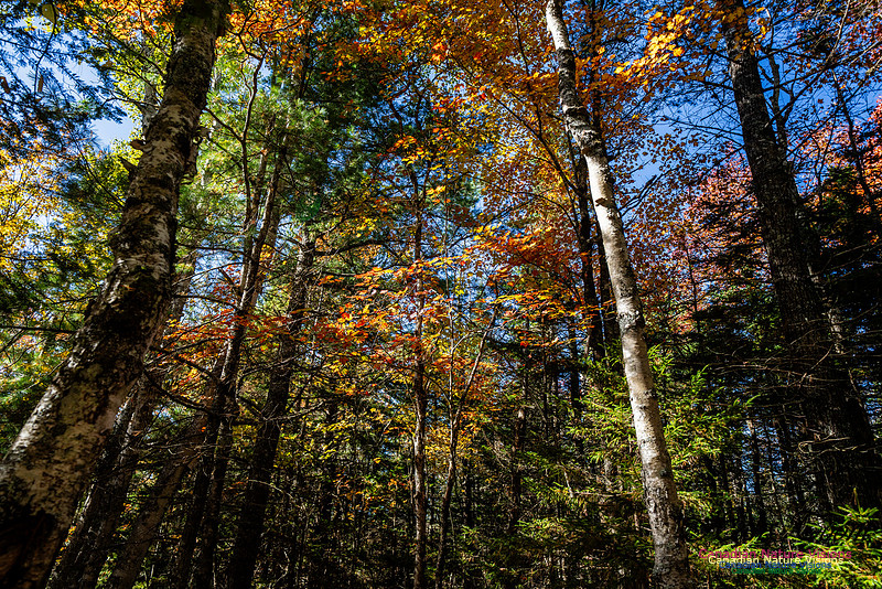 Woodland Stroll 128