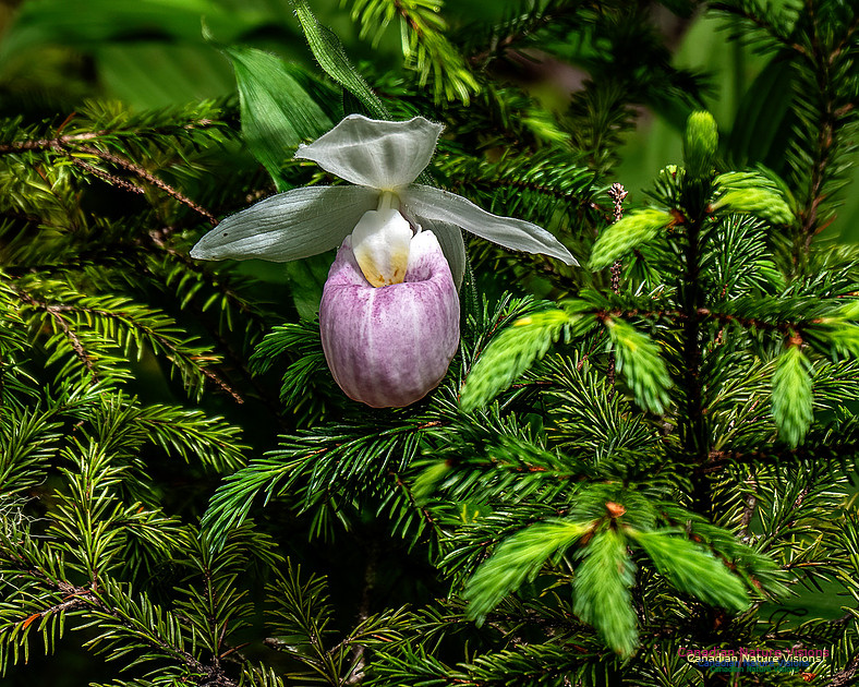 Showy Lady's Slipper Orchid 158