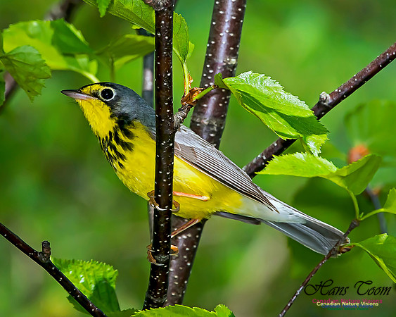 Canada Warbler 14