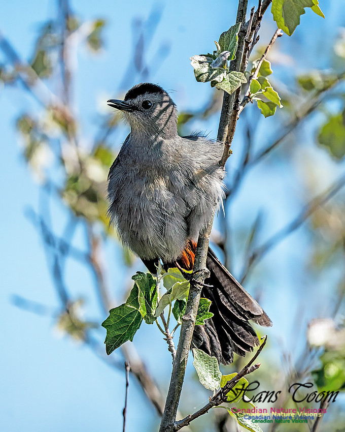 Grey Catbird 100