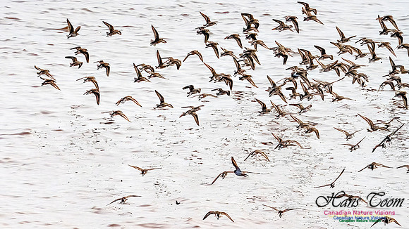 Evangeline Beach Shorebirds 2025 103