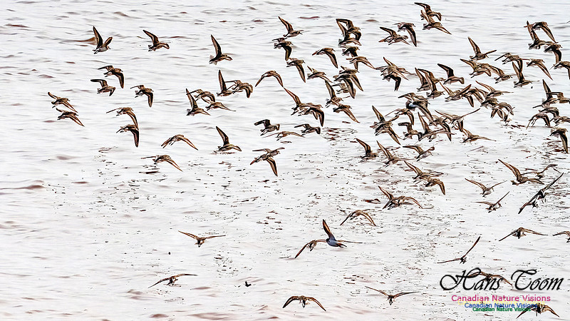 Evangeline Beach Shorebirds 2025 103