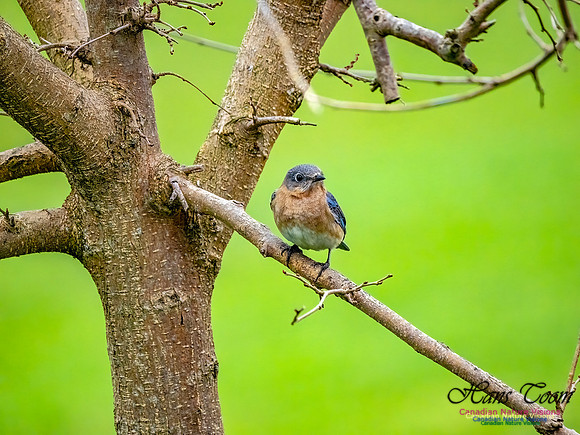 Eastern Bluebird 700