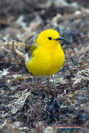 Prothonotary  Warbler 29