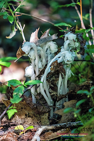 Ghost Plant 304