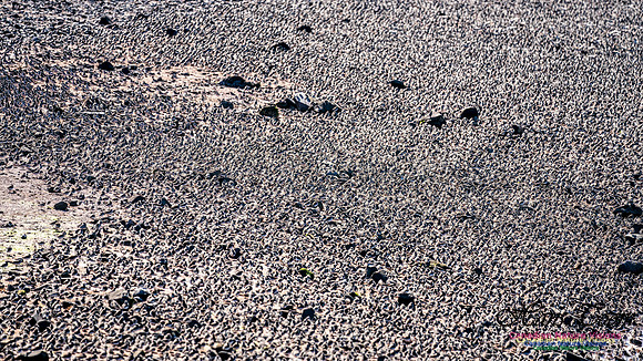 Peeps Evangeline Beach 2024 1017