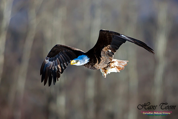 Bald Eagle