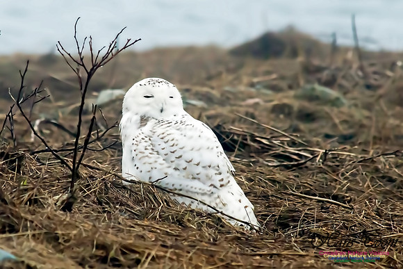 Snowy Owl