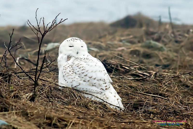 Snowy Owl