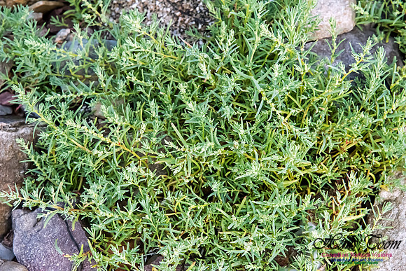 Suaeda sp, (probably seablite-S. Maritima)