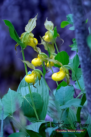 Yellow Lady's Slipper Orchid 100