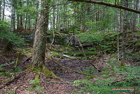 Woodland Walk Along Mersey River 101