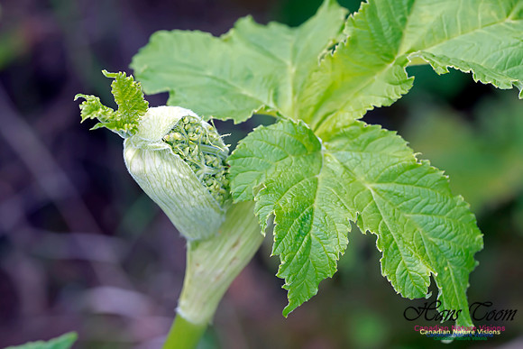 Cow Parsnip