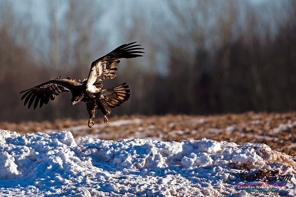 Bald Eagle