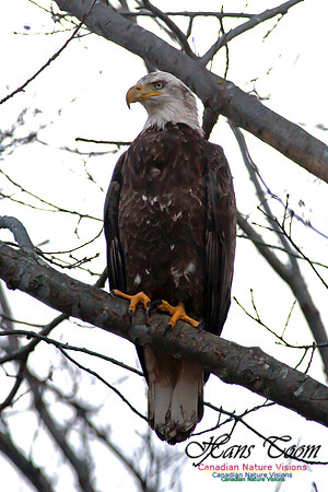 Bald Eagle