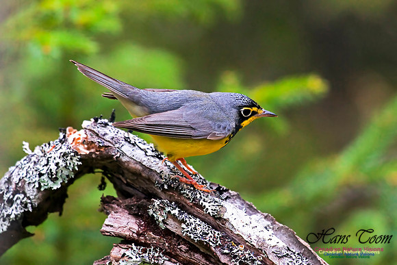 Canada Warbler