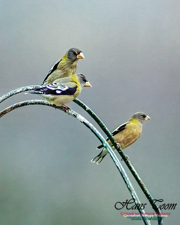 Evening Grosbeak 106