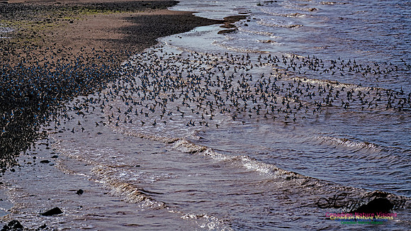 Peeps Evangeline Beach 2024 905