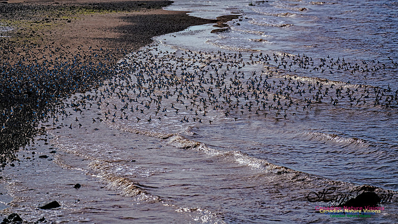 Peeps Evangeline Beach 2024 905