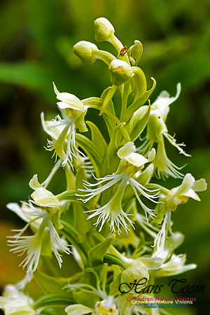 Ragged Fringed Orchid