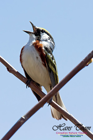 Chestnut-sided Warbler