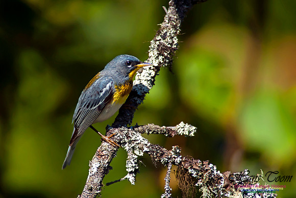 Northern Parula