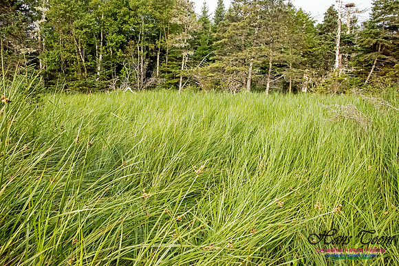 The North-east Corner of the Bog, North of the Pond, Troop Island
