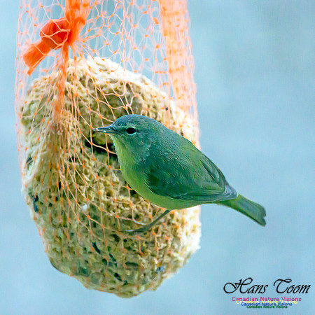 Orange-crowned Warbler 12