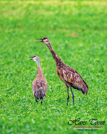 Sandhill Crane 454