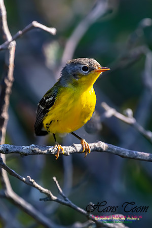 Magnolia Warbler 41