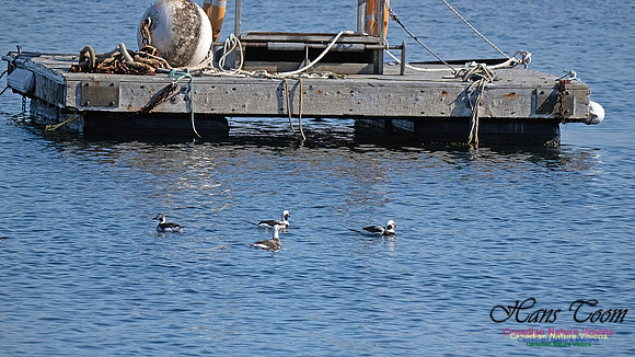 Long-tailed Duck 100