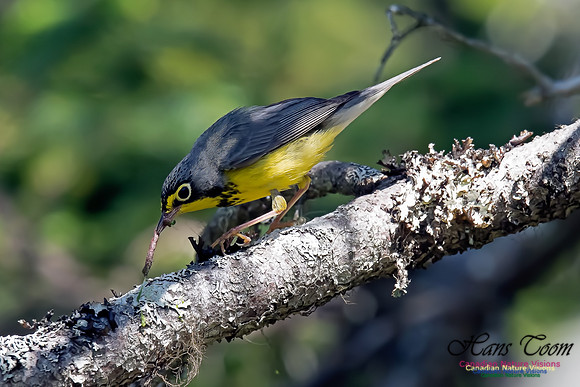 Canada Warbler