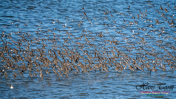 Evangeline Beach Peeps 2024 1010
